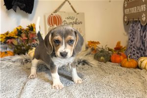 Beth - Beagle for sale