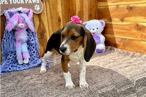 Mila - Beagle for sale