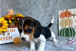 Idina - Beagle, placed in Jonesboro