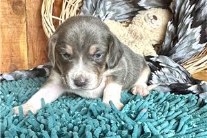 Emma | Puppies For Sale at Pawrade
