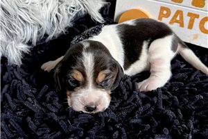 Jonah - Beagle for sale