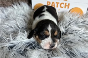 Naomi - Beagle for sale