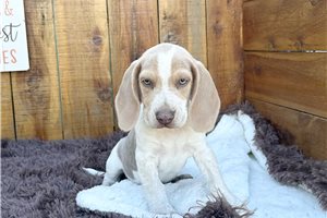 Beckett - Beagle for sale