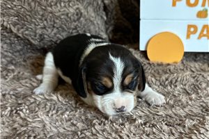 Idina - Beagle for sale