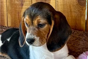 Madison - Beagle for sale