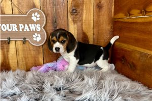 Nevaeh - Beagle for sale