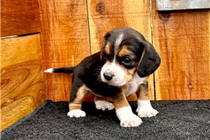 Stephanie - Beagle for sale