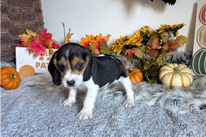 Rupert - Beagle for sale