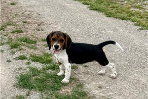 Mila - Beagle for sale