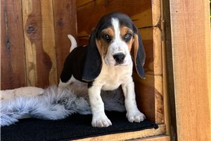 Marrone - Beagle for sale