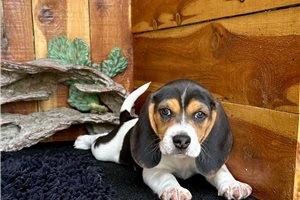 Margie - Beagle for sale