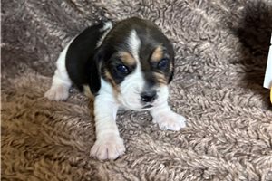 Naomi - Beagle for sale
