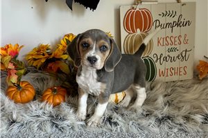 Beth - Beagle for sale