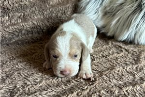 Beckett - Beagle for sale