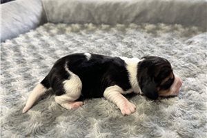 Nora - puppy for sale
