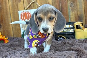 Beth - Beagle for sale