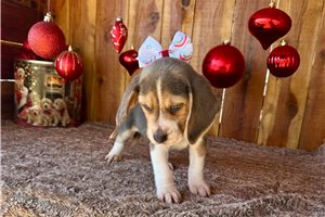 Sadie - puppy for sale