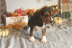 Rollo, a Beagle placed with a Pawrade family