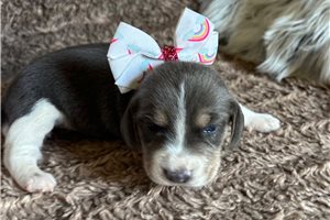 Betsy - Beagle for sale