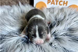 Beth - Beagle for sale