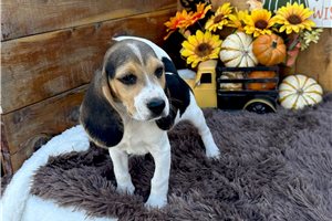 Jonah - Beagle for sale