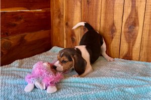Nevaeh - Beagle for sale