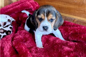 Nathan - puppy for sale