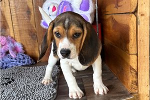 Nevaeh - Beagle for sale