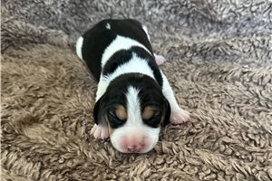 Rupert - puppy for sale
