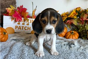 Jonah - Beagle for sale