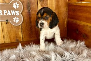 Natalie - Beagle for sale