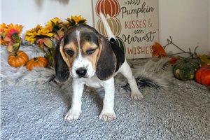 Jonah - Beagle for sale