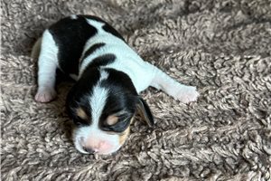 Jonah - Beagle for sale
