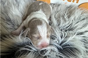 Beckett - puppy for sale