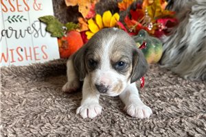 Beckham - Beagle for sale