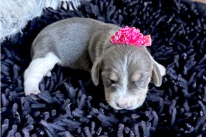 Betsy - Beagle for sale