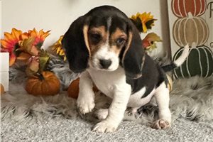 Rupert - Beagle for sale