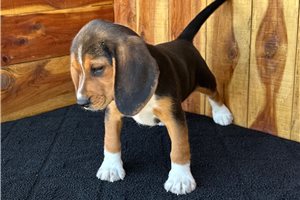 Shannon - Beagle for sale