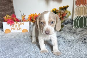 Beckett - Beagle for sale