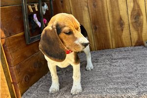 Madison - Beagle for sale
