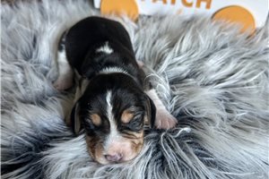 Bruno - Beagle for sale
