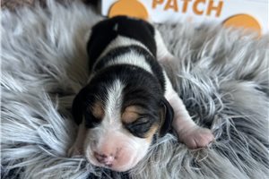 Rupert - Beagle for sale