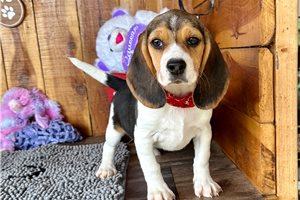 Nevaeh - Beagle for sale