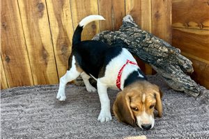 Nevaeh - Beagle for sale