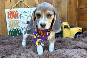 Beth - Beagle for sale