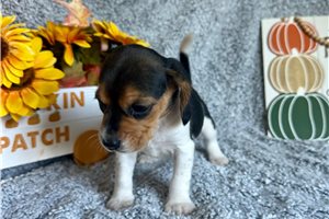 Catherine - Beagle for sale