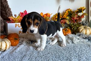 Rupert - Beagle for sale
