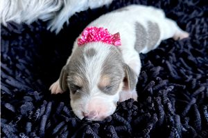 Beverly - Beagle for sale