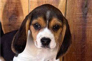 Nevaeh - Beagle for sale