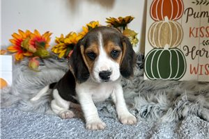 Mena - Beagle for sale